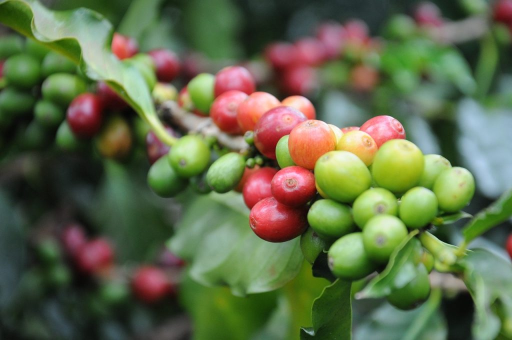 Single Origin Coffee Plant